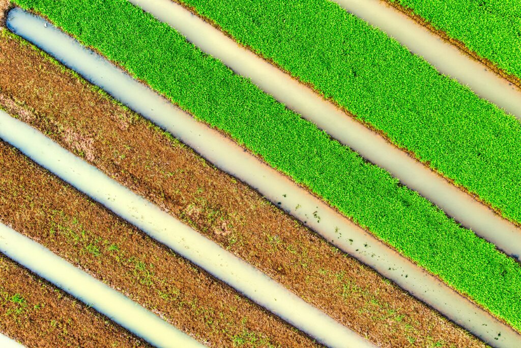 Choose SupaSulfa, Biosulphur transformers your plants