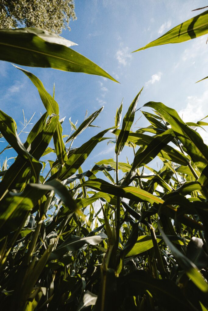 Recommendeed Dosage for SupaSulfa Application